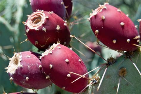 prickly-pear | California Rare Fruit Growers