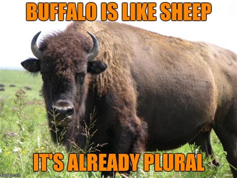 buffalo Memes & GIFs - Imgflip