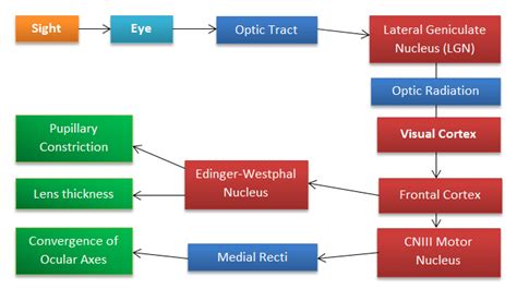 How to perform a Clinical Eye Exam - IVLine