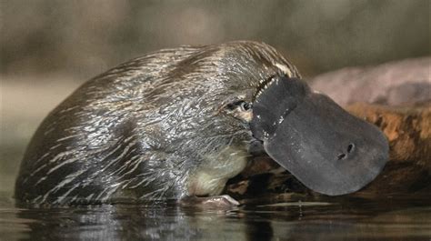 Are platypus endangered species - sheryhow