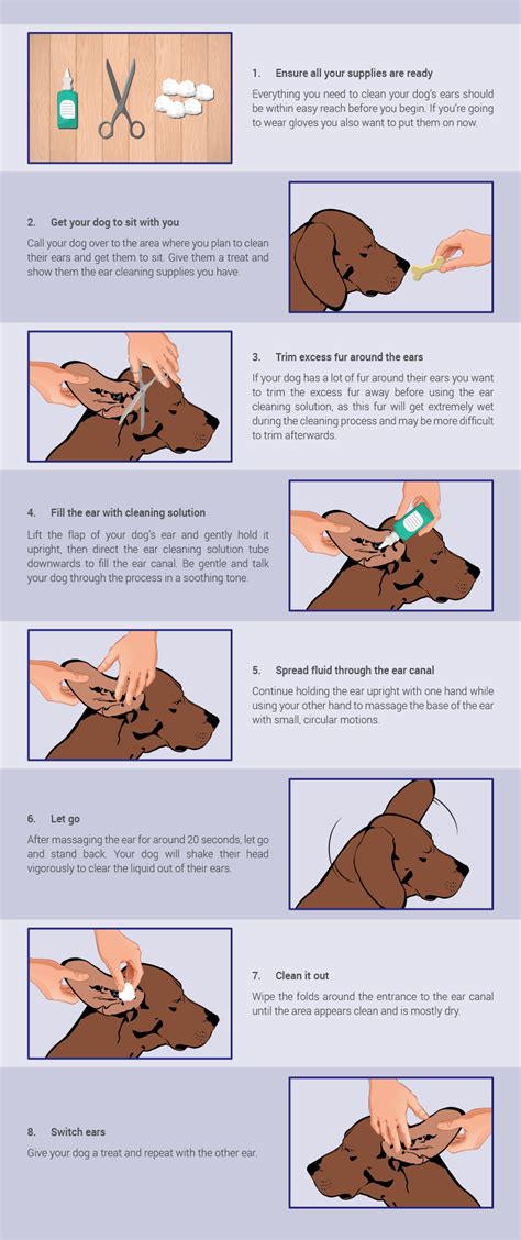 Cleaning your dog’s ears | George Herald