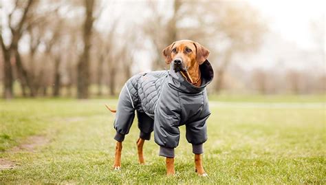 11 Large Dog Clothes That Your Pet Needs This Fall and Winter