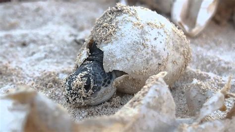 Youtube Baby Sea Turtles Hatching | Video Bokep Ngentot