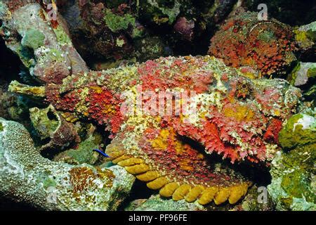 Reef stonefish or real stonefish (Synanceia verrucosa), the world's most venomous fish, Sulawesi ...