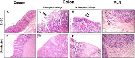 (A-H) Microphotographs (hematoxylin and eosin stain) of the cecum,... | Download Scientific Diagram