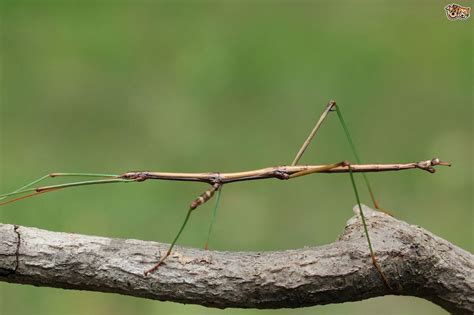 Stick Insect Wallpapers - Wallpaper Cave