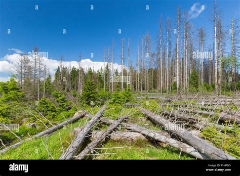 Bark beetle damage hi-res stock photography and images - Alamy