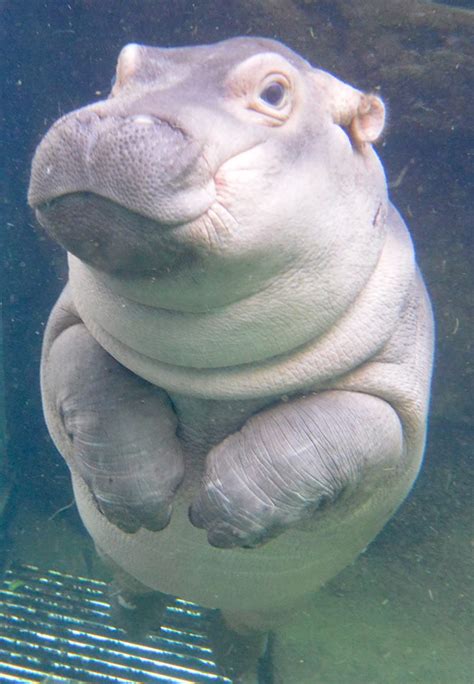 Hippo Baby Fiona Updates - The Cincinnati Zoo & Botanical Garden