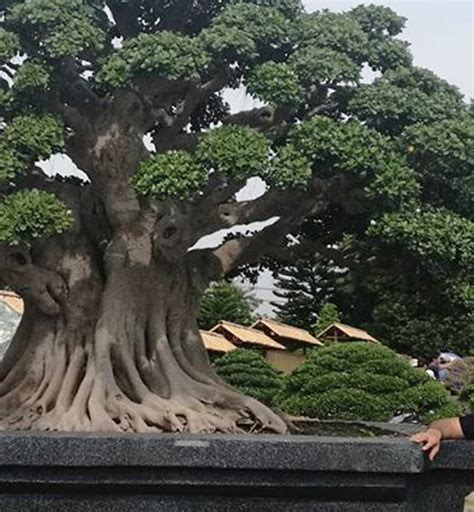 The World’s Largest Bonsai? | Bonsai Bark