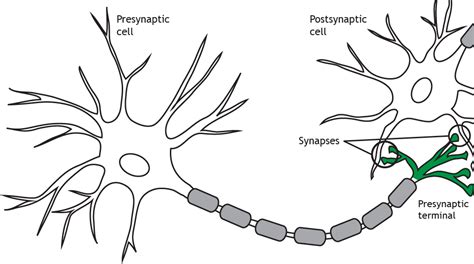 Neuron Diagram Labeled Synapse