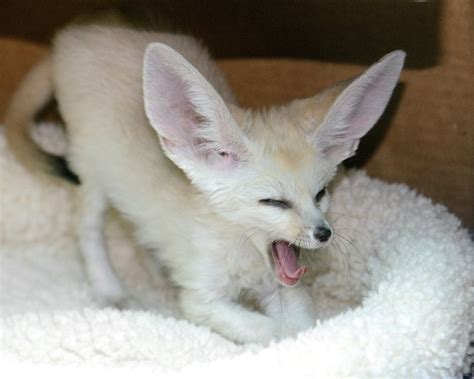 A Playful Baby Fennec Fox Romps Excitedly Around His Home at the San Diego Zoo Nursery