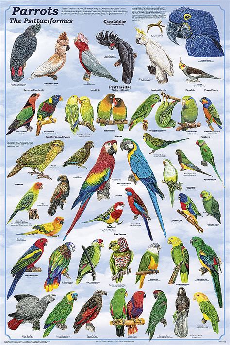 Parrots Poster from Feenixx Publishing