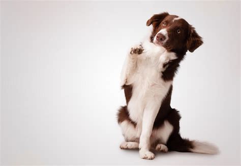 350+ Best Border Collie Names: Traditional, Best & Famous Names | All Things Dogs