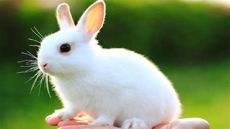 Baby Rabbit Care Tips and Advices - InspirationSeek.com