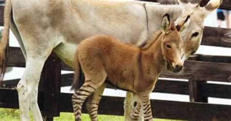 Zedonk! (It's A Donkey-Zebra Hybrid Baby) - CBS News