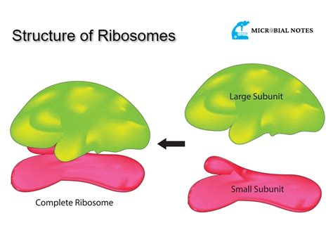 What is Ribosomes?: Its structure and function in translation