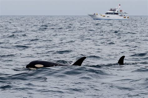 Portugal bans tourist boats from approaching orcas after incidents - The Japan Times