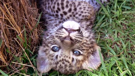 Leopard Cub Found Sleeping Next to Kids in Maharashtra's Nashik House ...