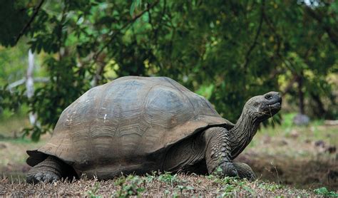 Giant Tortoise - Lonesome George | Go Galapagos