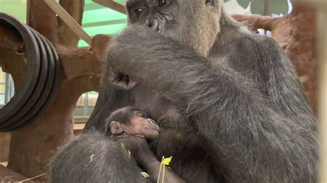 Baby Western Gorilla At National Zoo - Zoos - USA - Washington DC - National Zoo Zoo Guide