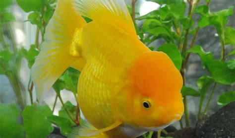 Oranda Goldfish Care Guide and Facts - hygger