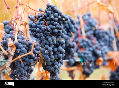 Shiraz wine grapes hi-res stock photography and images - Alamy