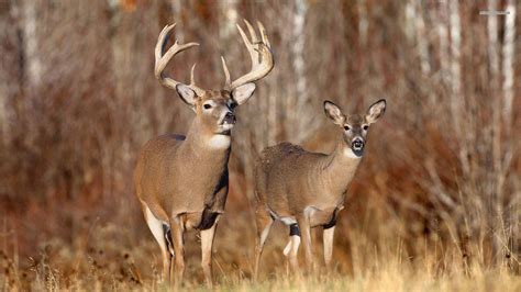 Whitetail Deer Backgrounds - Wallpaper Cave