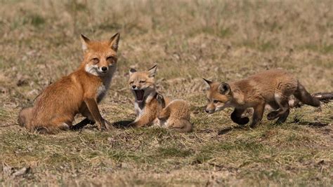 Red fox Family by Raymond Barlow http://focusingonwildlife.com/news/wildfocus/featured/dsc_2927 ...