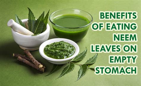 Neem Leaves Benefits Weight Loss | Blog Dandk