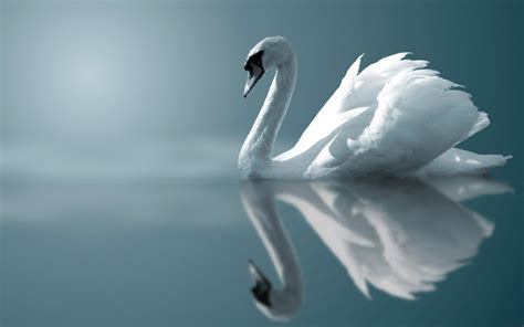 Swan - Animals Wallpaper (33788421) - Fanpop