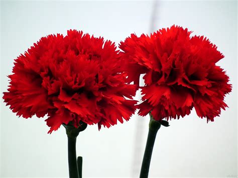 Dark Red Carnation Flowers « Wallpaper Tadka