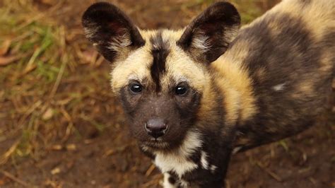 African Painted Dog Puppies - 5 Facts You Did Not Know About African Wild Dogs Africa Geographic ...