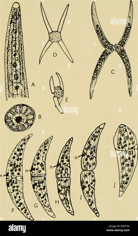 . The algae. Algae. EUPHYCOPHYTA 113 whilst in transverse section the plastid has the appearance ...