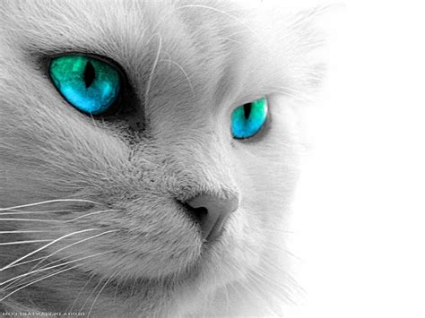 🔥 [40+] Cat Eyes Wallpapers | WallpaperSafari