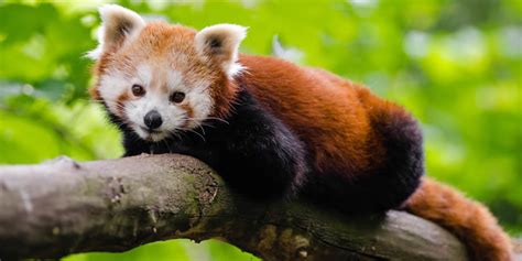 Why Are Red Pandas Endangered? | Greentumble