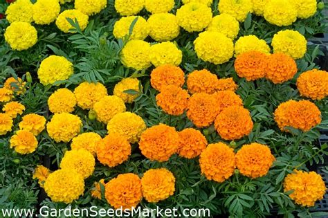 Mexican marigold - dwarf varieties' mix; Aztec marigold - 135 seeds – Garden Seeds Market | Free ...