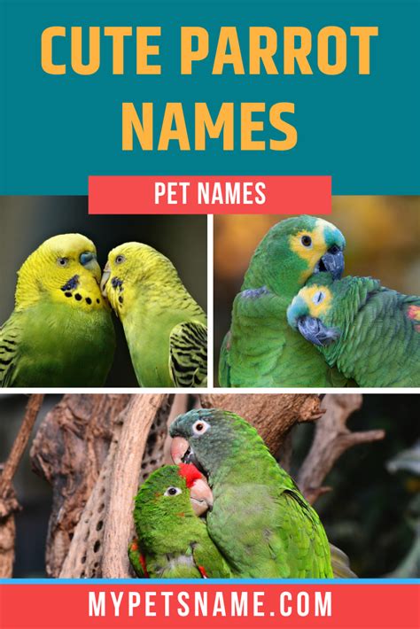 Parrot names 250 best popular and cute names for pet parrots – Artofit