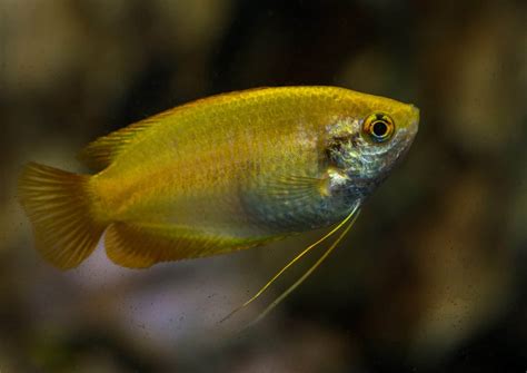 Honey Gourami - Care Guide, Breed Profile, Diet, Lifespan and More