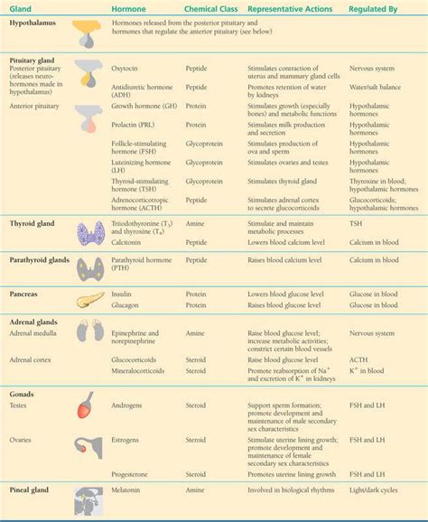 PPT - Chapter 45: Hormones and the Endocrine System PowerPoint Presentation - ID:1988919