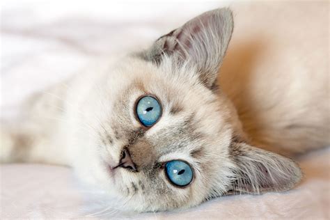 Lynx Point Siamese - A Fun Fact Extravaganza - TheCatSite