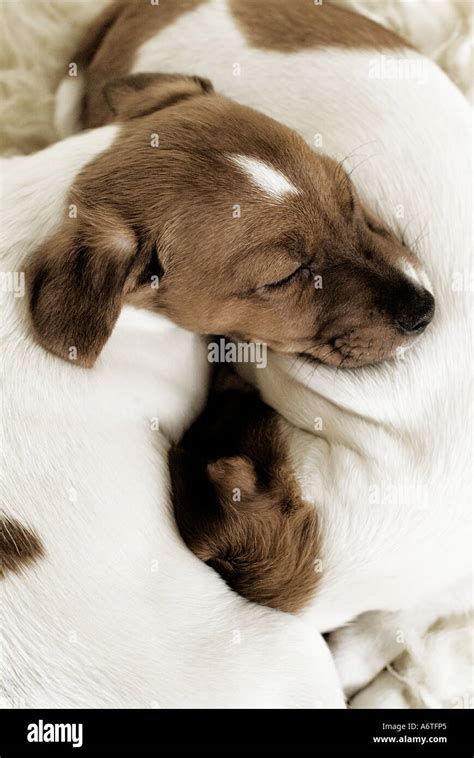 Two Jack Russell puppies sleeping Stock Photo - Alamy