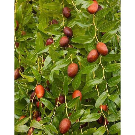 Jujube ‘Li’ (Ziziphus jujube hybrid) | Jujube tree, Herb seeds, Fruit seeds