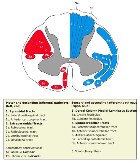 Corticospinal Tract | Facts, Summary, Communication & Types