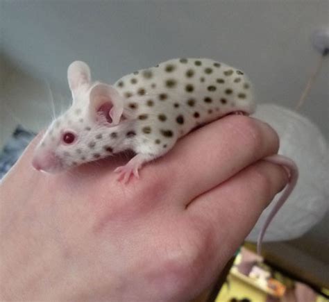 Fancy Mice Breeders • View topic - Spotted meece