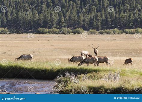 Elk herd stock photo. Image of hunting, bull, cows, nature - 29304920