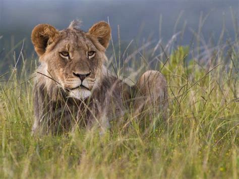 Wildlife conservation in South Africa | Responsible Travel