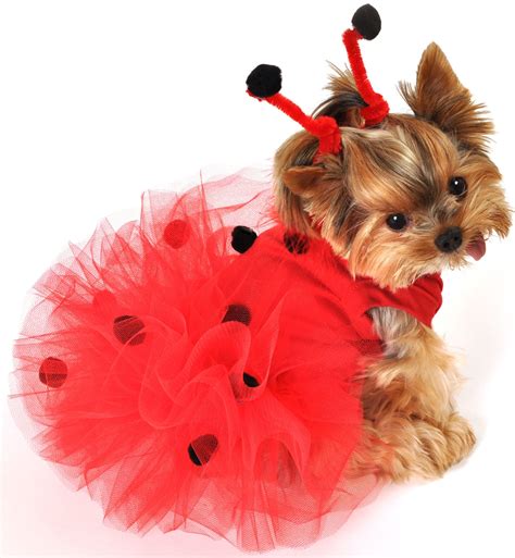 35 Fun Pet Costumes for Halloween to Be Your Best Partner