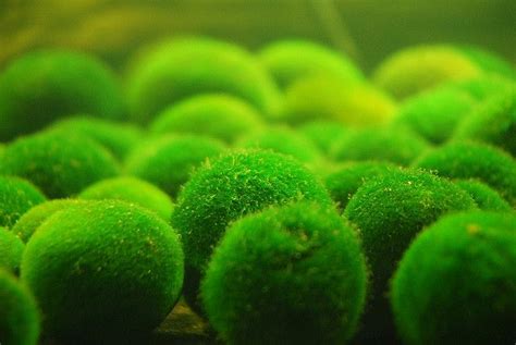 Marimo - This kind of algae is only found in Lake Akan, Hokkaido, Japan. Planted Aquarium, Live ...