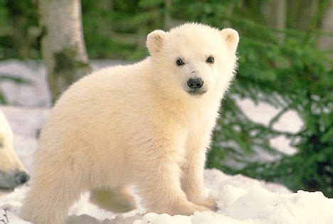 unique animals blog: Polar Bear Cubs Cute Pictures, Polar Bear cub Pictures