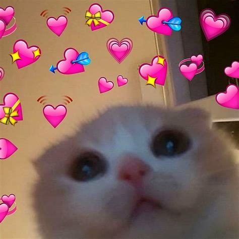 Wholesome Heart Emoji Meme Cat - dimecorazonteestoyescuchando